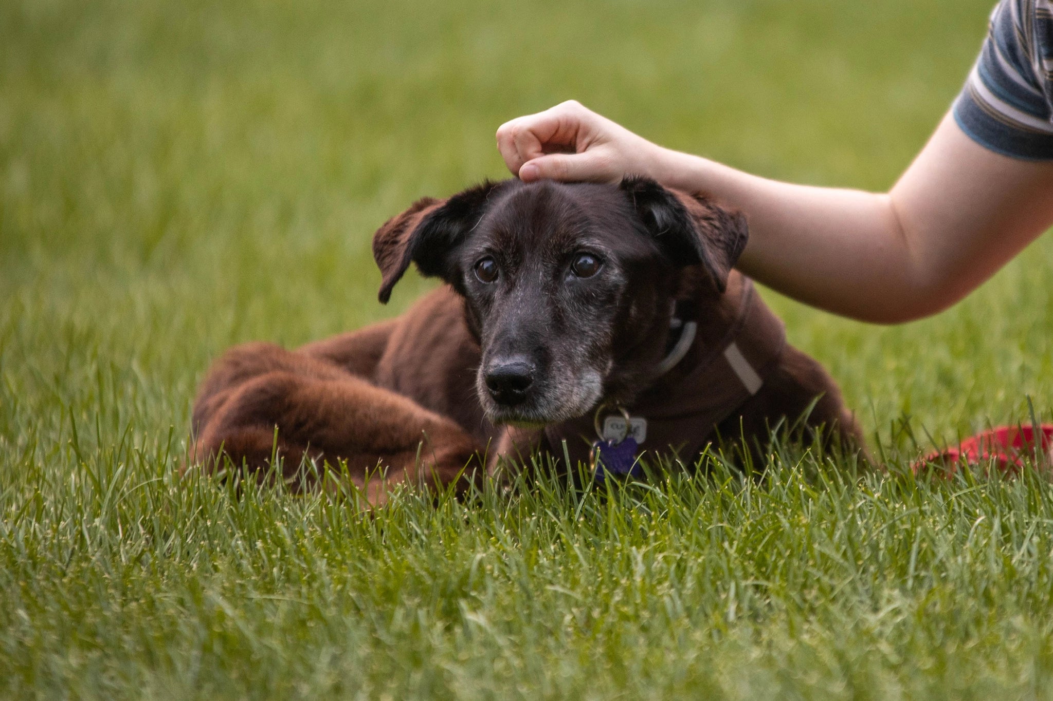 Affection being shown to an elderly family dog.
